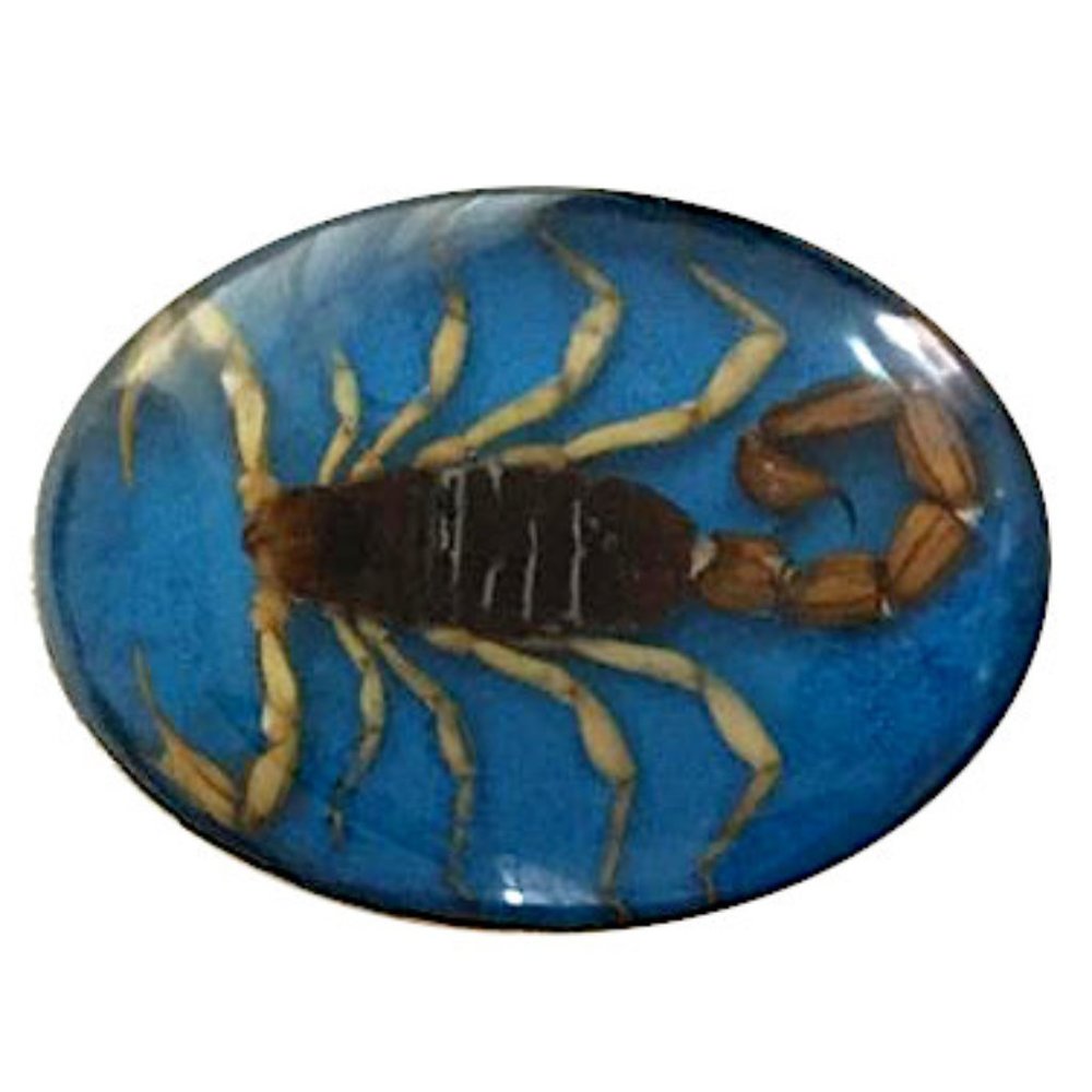Real Scorpion Large Belt Buckle Blue Encased Resin